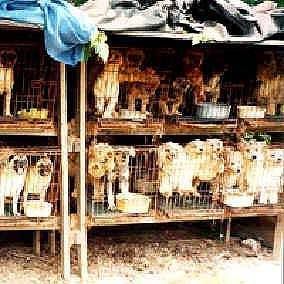 Puppy mills