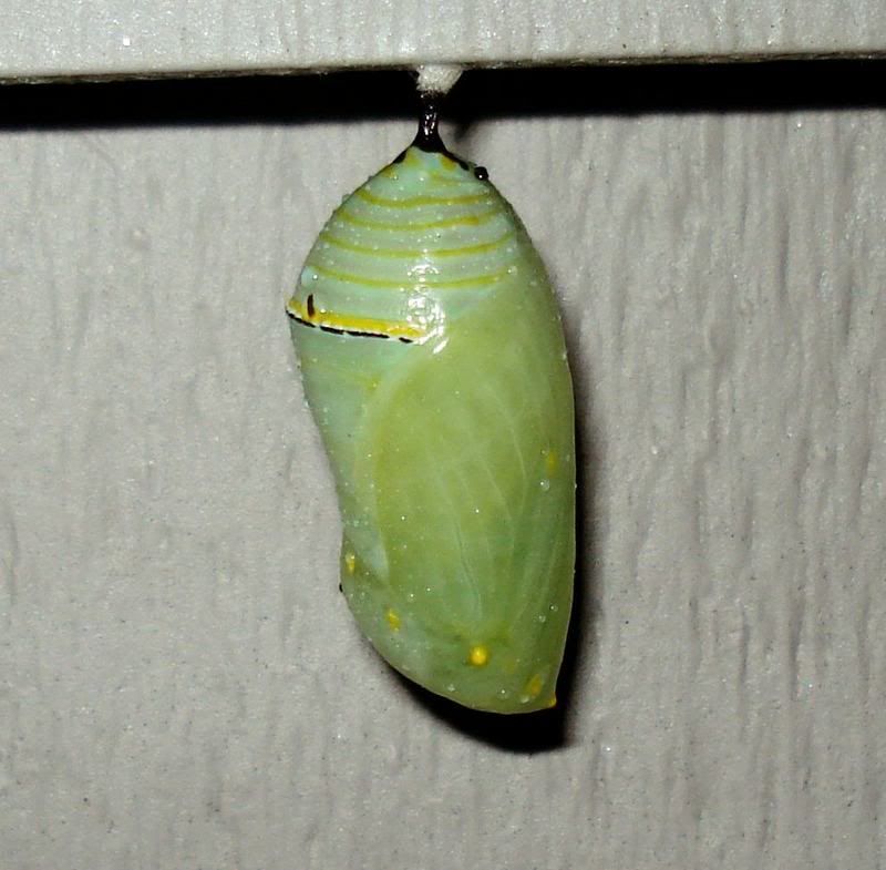 how to move a chrysalis