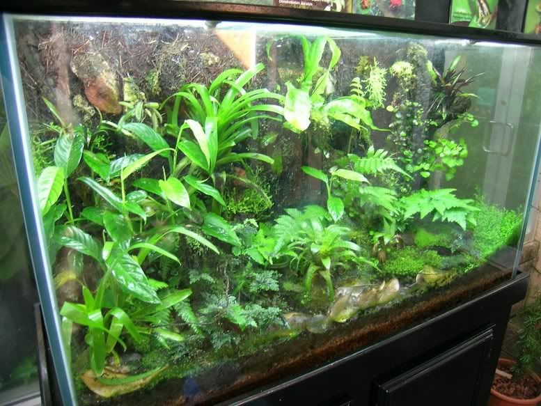 frog terrariums Dendroboard