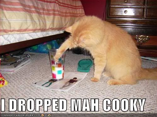 funny-pictures-cat-dropped-his-cook.jpg