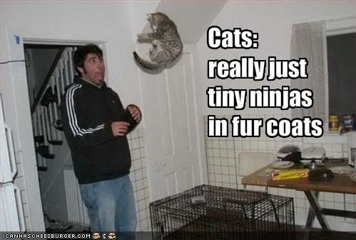 funny-pictures-cats-are-tiny-ninjas.jpg