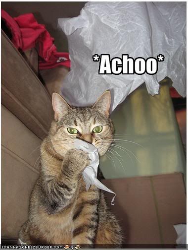 funny-pictures-polite-cat-sneezes-i.jpg