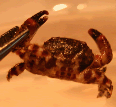 crab2small.gif