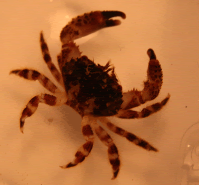 crab3small.gif