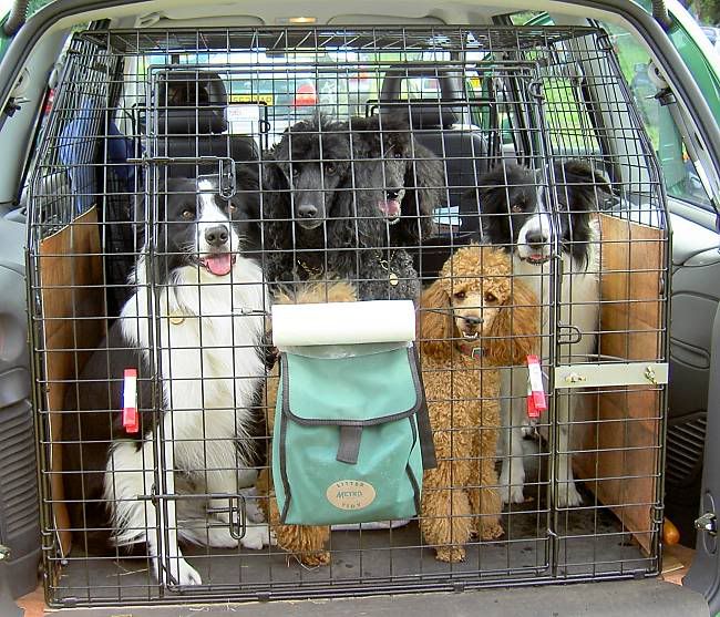 alldogsincage.jpg