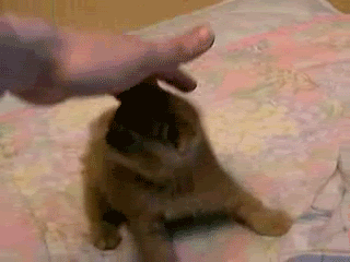 [Image: 1276344077868.gif]