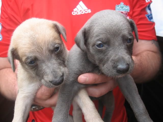 puppies028.jpg