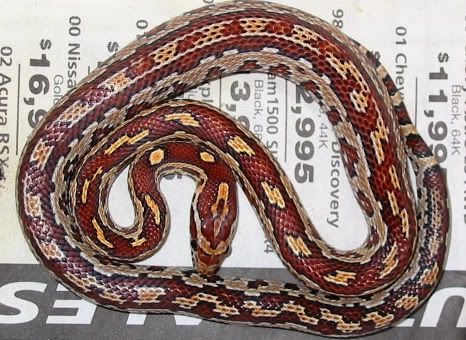 0121aztec04male.jpg