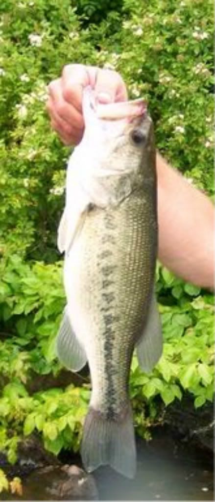 0531bass.jpg