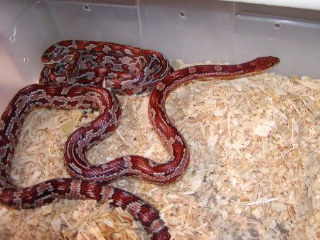 cherryvillefarmsaztecbreeders.jpg
