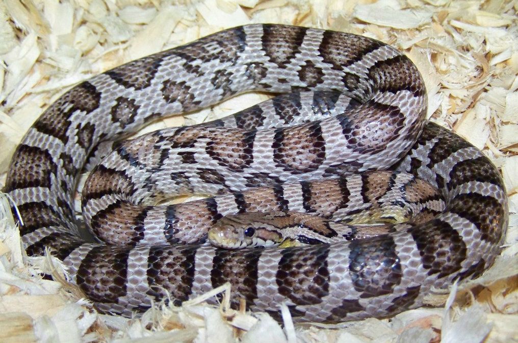 Corn Snake Anerythristic