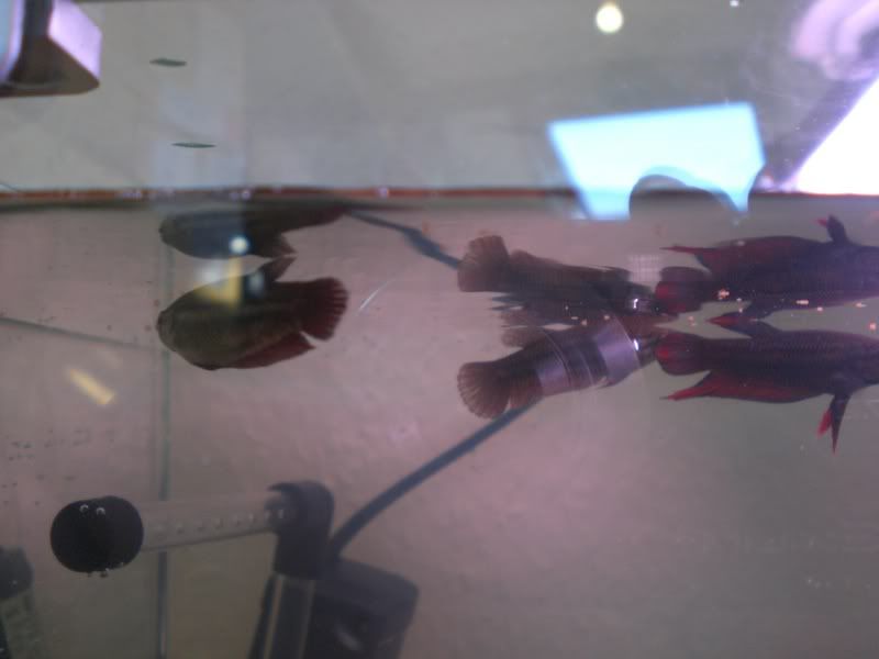 fishies069.jpg