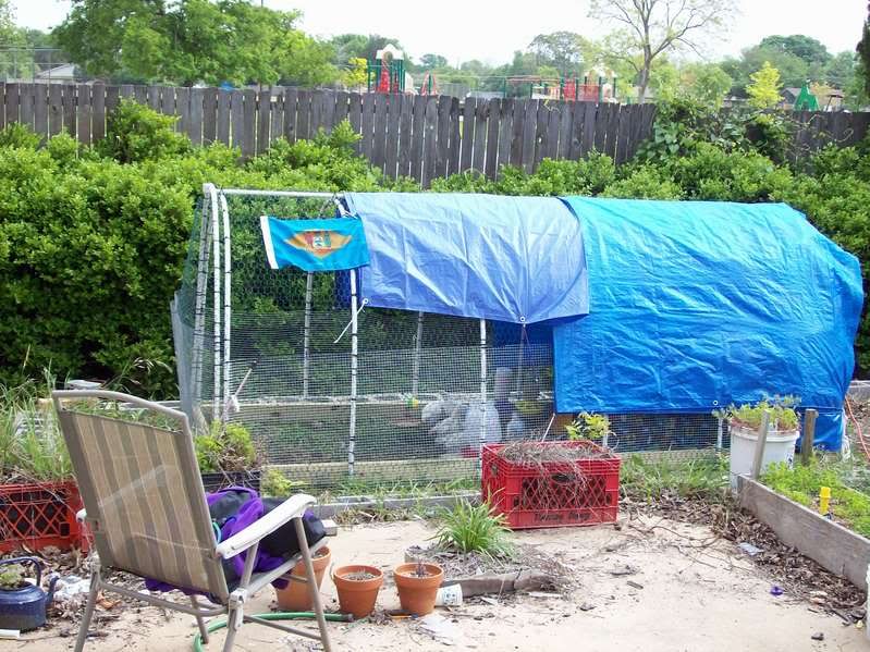 My Hoop Coop - BackYard Chickens Community