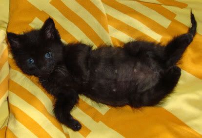 chaton1.jpg picture by supersab