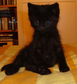 chaton2.jpg picture by supersab