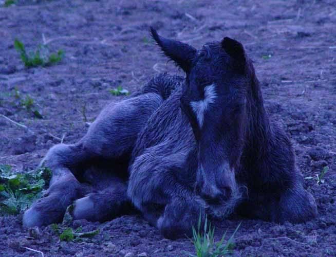 Thefoal26april2009071.jpg