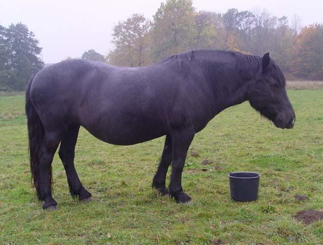 Donetta15okt2008.jpg