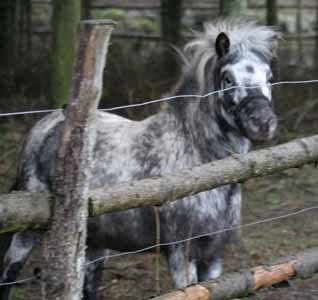 Timonhysterisktbusig28dec2007.jpg