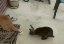 http://img.photobucket.com/albums/v230/zg326/bunny.gif