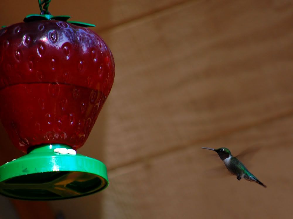 http://img.photobucket.com/albums/v230/zg326/hummingbird2.jpg