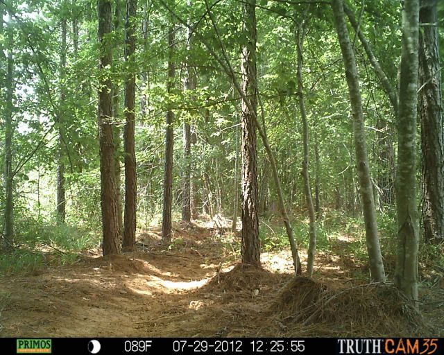 CCHCTrailcam1005.jpg