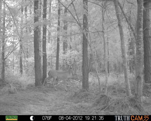 CCHCTrailcam1147.jpg