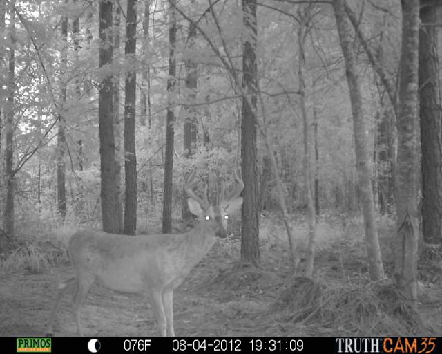 CCHCTrailcam1151.jpg