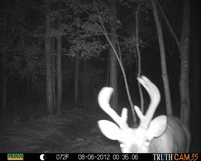 CCHCTrailcam1176.jpg