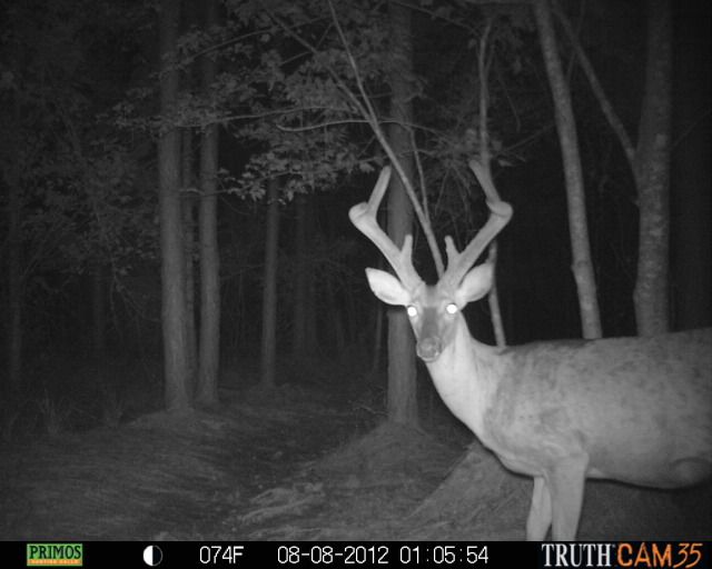 CCHCTrailcam1220.jpg