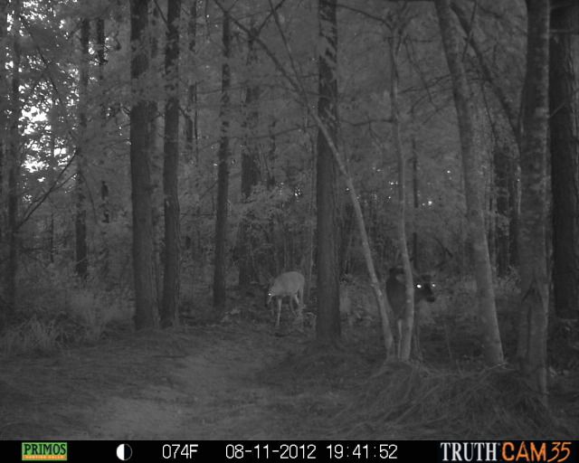 CCHCTrailcam1246.jpg