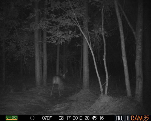 CCHCTrailcam1292.jpg