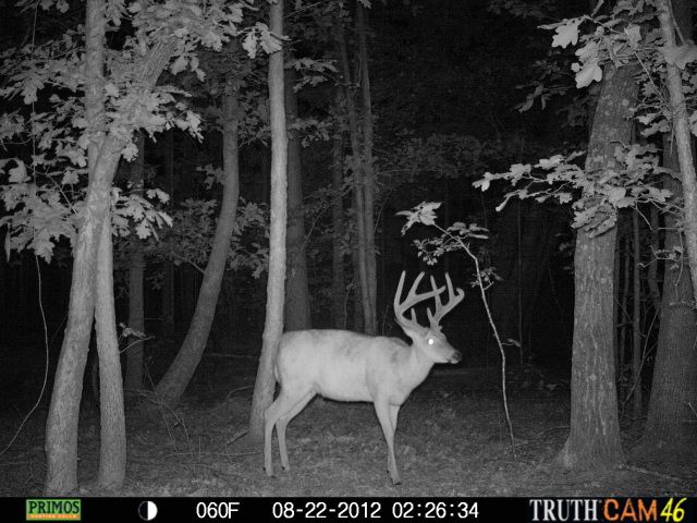 cchctrailcam2821.jpg