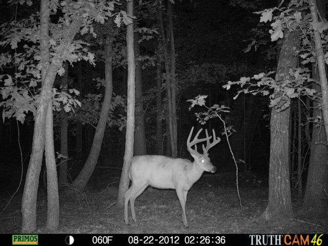 cchctrailcam2822.jpg