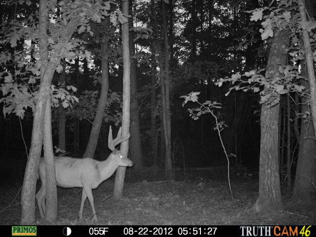 cchctrailcam2894.jpg