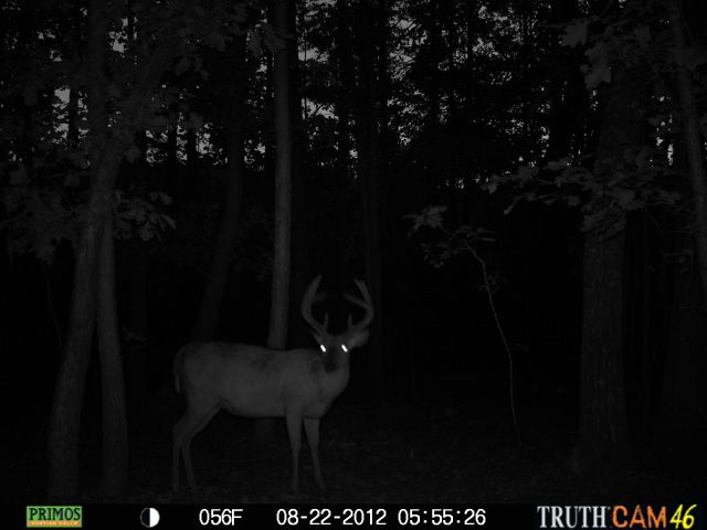 cchctrailcam2900.jpg