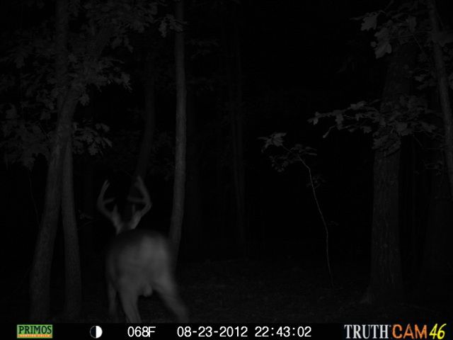 cchctrailcam4027.jpg