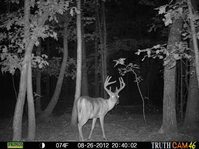 cchctrailcam4129.jpg