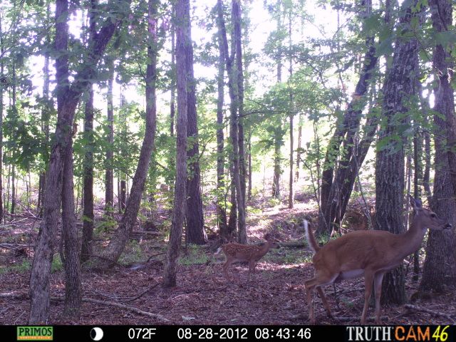 cchctrailcam4156.jpg