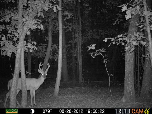 cchctrailcam4170.jpg