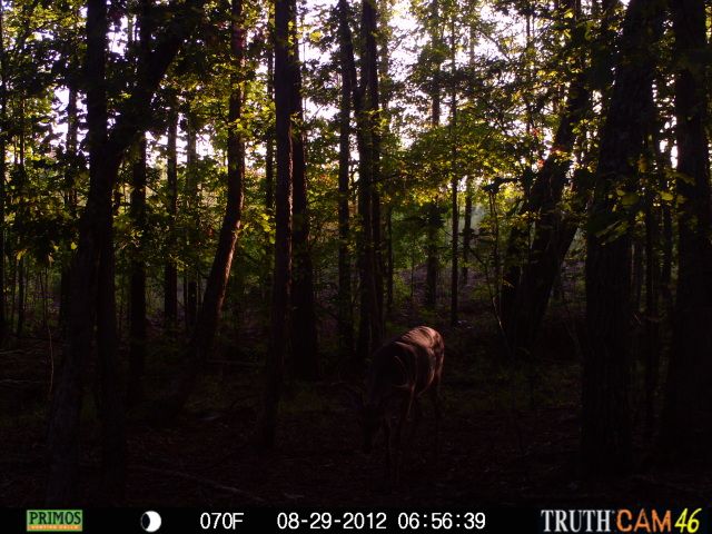 cchctrailcam4191.jpg