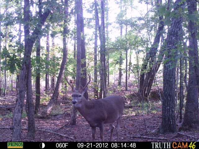 cchctrailcam4210.jpg