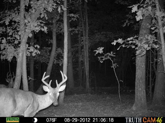 cchctrailcam4211.jpg