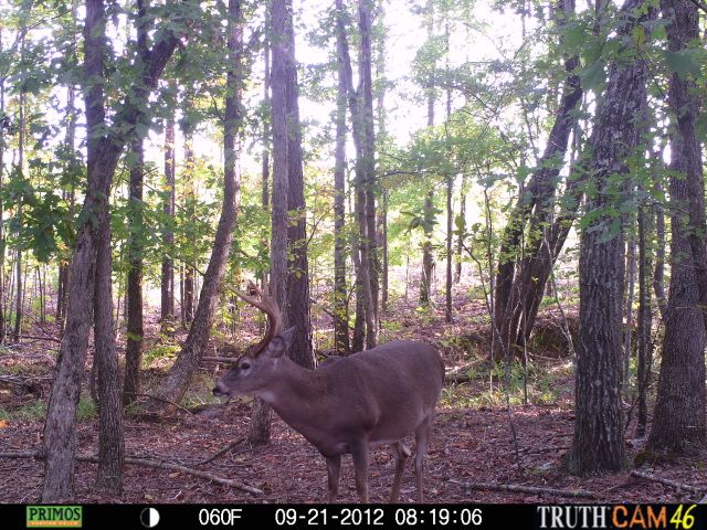 cchctrailcam4218.jpg