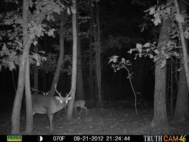 cchctrailcam4282.jpg