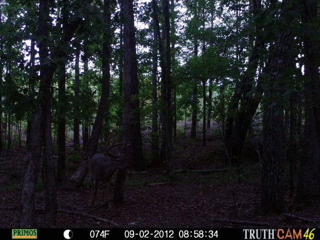 cchctrailcam4390.jpg