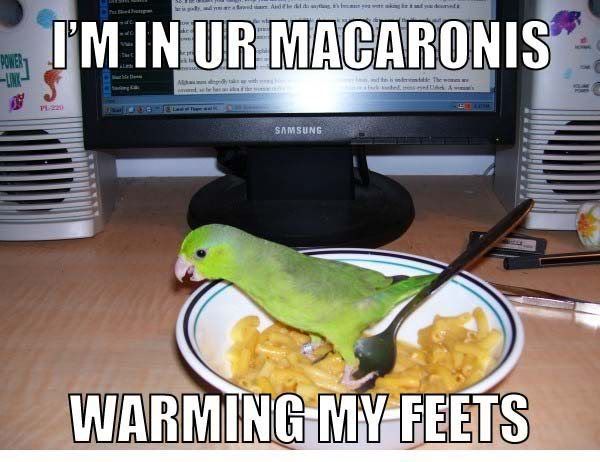 [Image: In_your_macaroni.jpg]