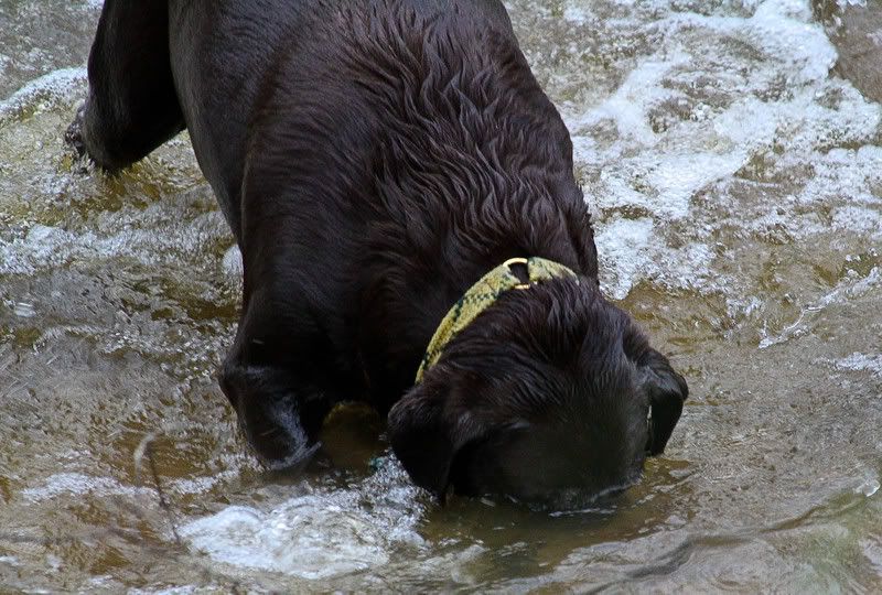 IMAGE: http://img.photobucket.com/albums/v231/crazybryant1/Picture14457.jpg