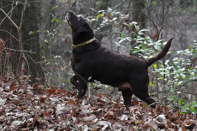 IMAGE: http://img.photobucket.com/albums/v231/crazybryant1/Picture14496.jpg