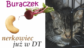 Obrazek