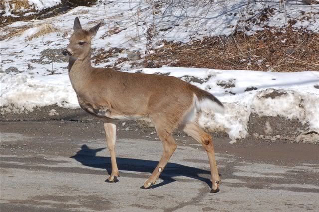 Three Legged Deer